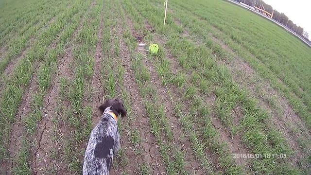 Дратхаар, развитие поиска. Стойка. Урок2. bushking.ru смотреть онлайн