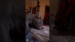 Лижет пяточки