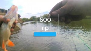 Рыбалка на мушку, река Жиздра.