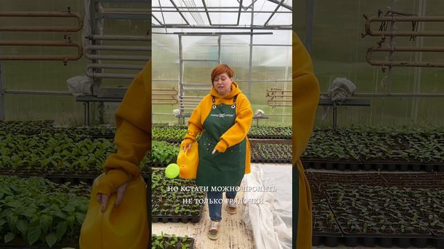 ВОЗВРАТНЫЕ ЗАМОРОЗКИ. СПАСАЕМ РАССАДУ. смотреть онлайн