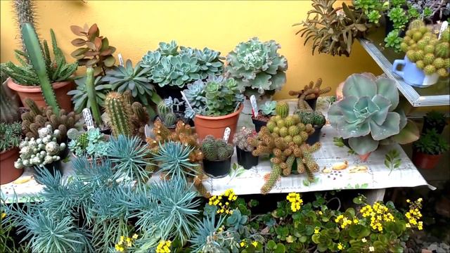 Fiz uma jardineira de graptoverias fantomes e echeverias topsy turvy + aplicação de sulfato de cobr смотреть онлайн