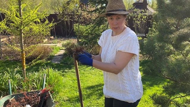 Как делить и размножать многолетние растения смотреть онлайн