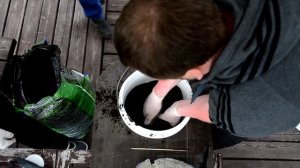 Сажаем помидоры корнями вверх для специальной самодельной теплицы.