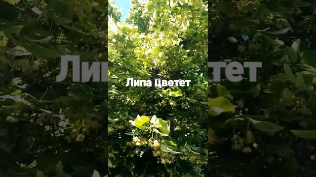 цветение липы 2022 смотреть онлайн