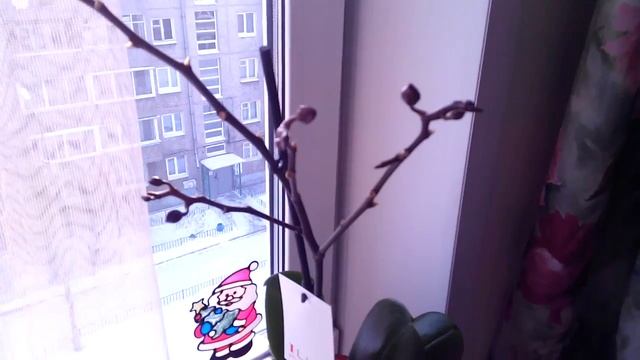 Ура тёмно бордовая орхидея дала бутоны))) смотреть онлайн