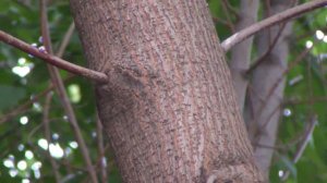 Ясень дерево. Видео высокой четкости.