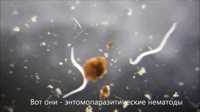 Энтомопатогенные нематоды и сциариды