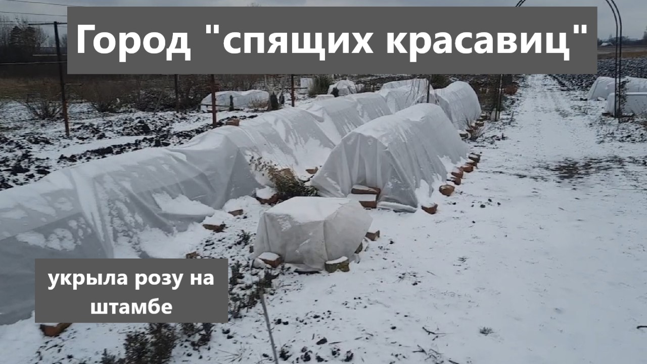 Зимовка роз. Укрытие розы на штамбе. Сад - город "спящих красавиц"! смотреть онлайн