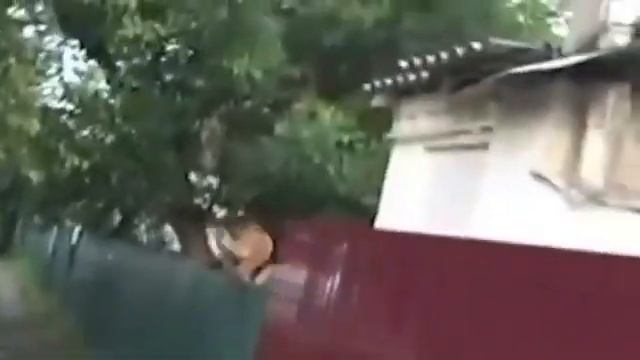 Собака убежала от гавкающего гуся через забор смотреть онлайн