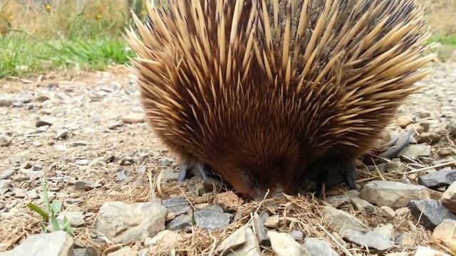 Super Cute Echidna!
