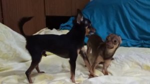 Дубль ВЯЗКА СОБАК породы той-терьер. СКОРОСТНАЯ :-) /  breeding dogs