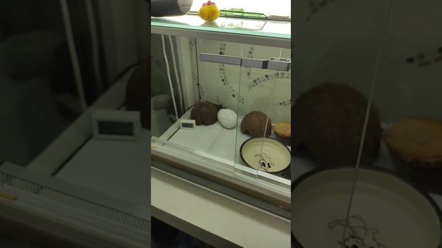 Перелинял маисовый полоз #маисовыйполоз #snake #cornsnake #змея #террариум