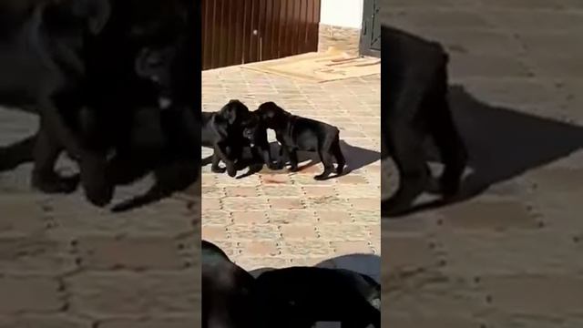 Щенки Кане Корсо с Мамой смотреть онлайн