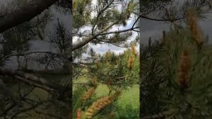 Какие сосновые шишки лечат, а какие предотвращают инсульт