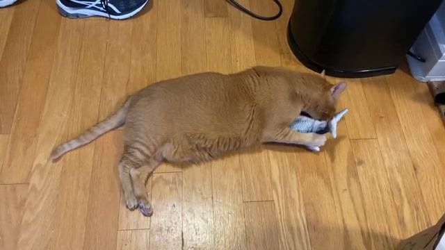 Floppy Fish 1 смотреть онлайн