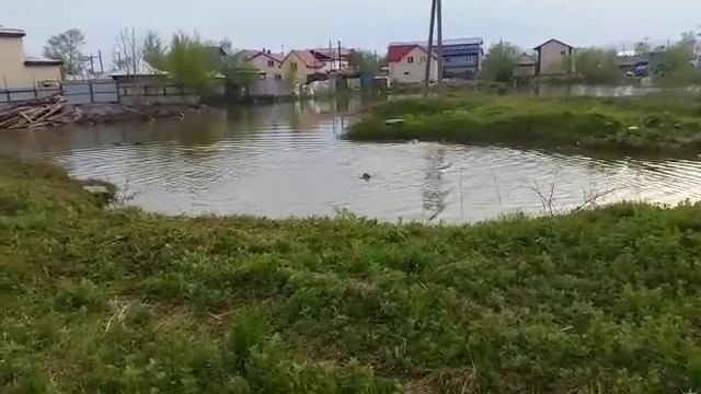Чесапик бей ретривер! Купание смотреть онлайн