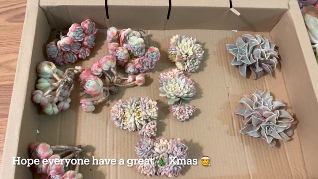 12/23 Echeveria carnival, linguas, floreana, beltane, lemonberry, mebina, Madiba, imbricata & cacti смотреть онлайн