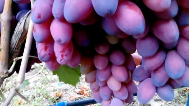 Виноград Ася, Ксенія смотреть онлайн