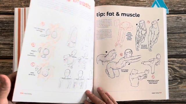 Anatomy for Artists: Drawing Form & Pose with tomfoxdraws смотреть онлайн