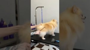 Салонный груминг шпица. Как стричь шпица в салоне?