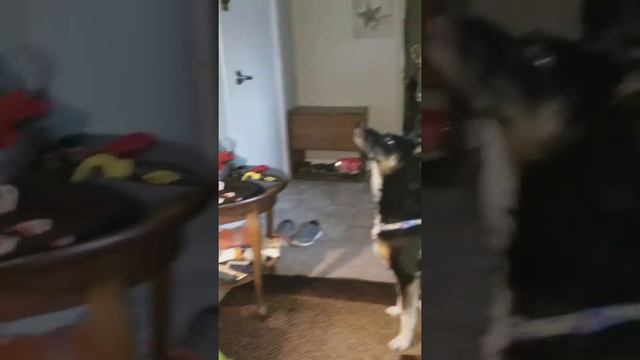 Ghost orbs? Seen while feeding ball python! :0 смотреть онлайн