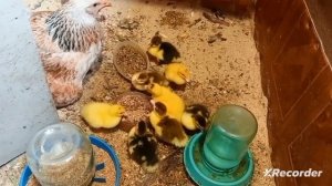 Курица высидела утят!