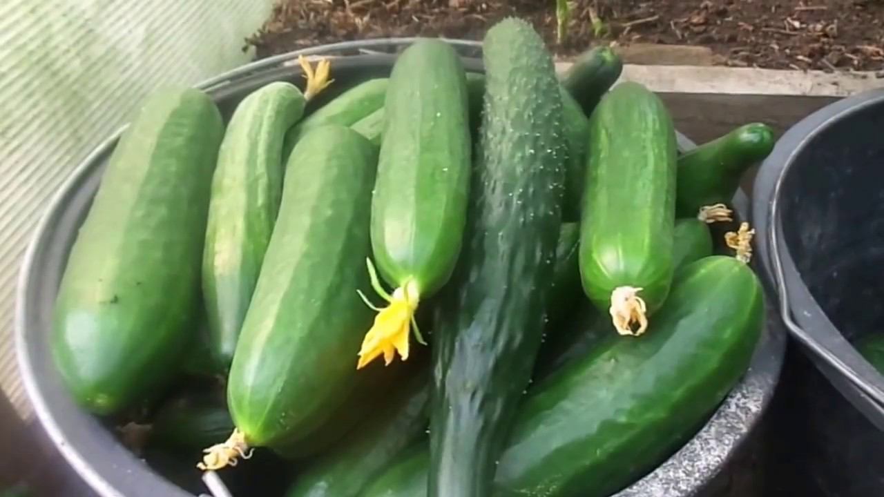 Выращивание Огурцов в Теплице Без Пасынкования в начале июля Обзор по Сортам. смотреть онлайн