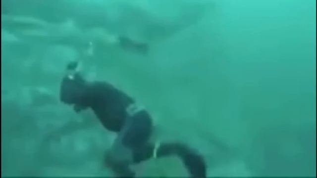 Diver lucky to escape great white shark attack смотреть онлайн