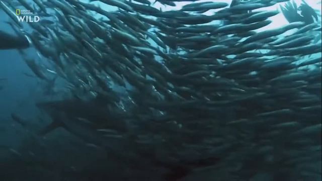 Как узкозубые серые акулы (Carcharhinus brachyurus) нападают на косяк южноафриканских сардин ? смотреть онлайн