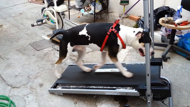PIT BULL RAMBO 18 μηνων смотреть онлайн