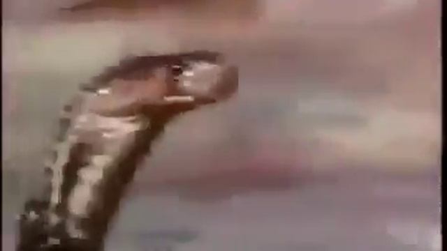 Схватка леопардов и королевской кобры! Очевидное невероятное! смотреть онлайн