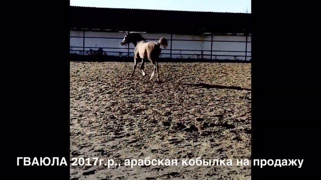ГВАЮЛА 2017г.р., арабская кобыла, продажа (arabian horse for sale) смотреть онлайн