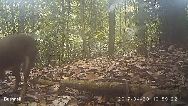 Dhole (Cuon alpinus) смотреть онлайн