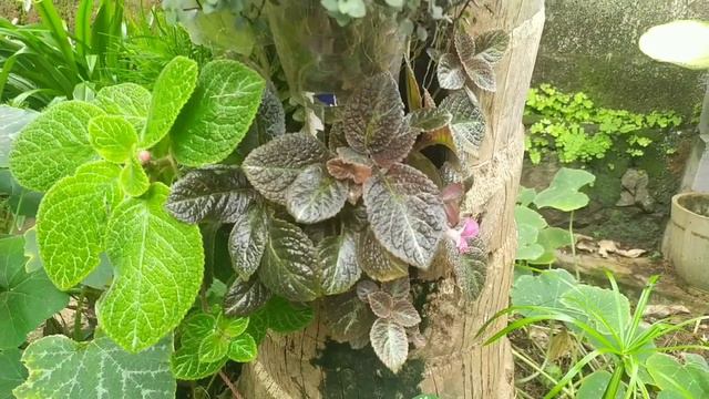 കാശു മുടക്കാതെ തന്നെ ഒരു vertical garden / How to make a vertical garden / Gardenening Malayalam смотреть онлайн