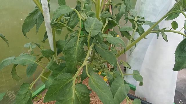 Июль - дела садовые серия №2