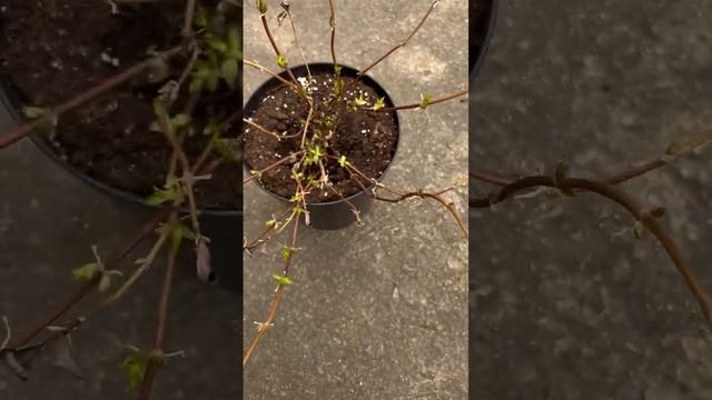 Гортензия Сбежавшая невеста #сбежавшая невеста #гортензии_саддача смотреть онлайн