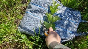 Размножаем калину зелеными черенками