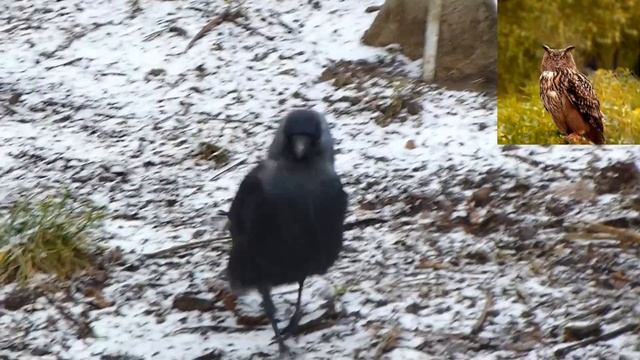 Обыкновенная галка - Corvus monedula смотреть онлайн