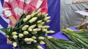 Обзор сортов белых тюльпанов