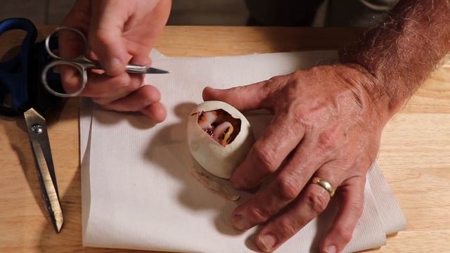 Ball python egg cutting(double het clown pied X clown het pied смотреть онлайн
