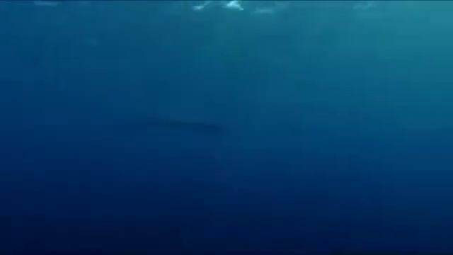 Sea Monsters: A Prehistoric Adventure - Under The Sea!. (From the Little Mermaid) (Music Video) смотреть онлайн