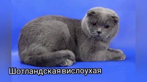 Породы кошек для новичков