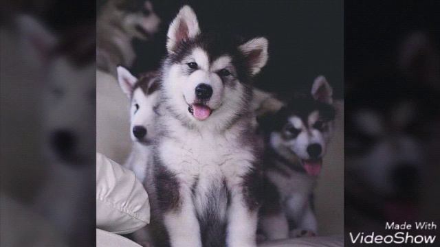 Милые щеночки смотреть онлайн