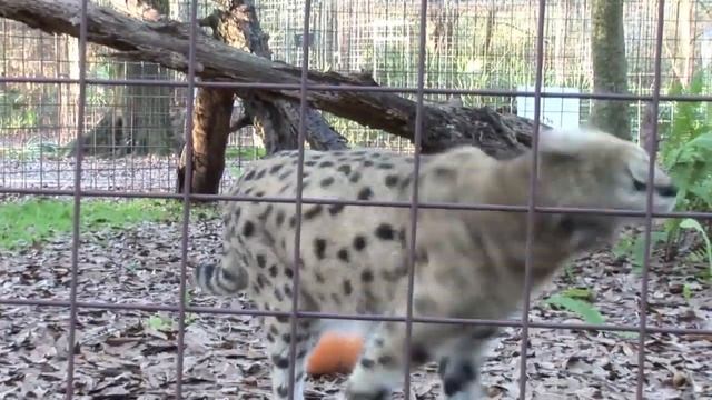 18 Servals, 1 Sanctuary смотреть онлайн