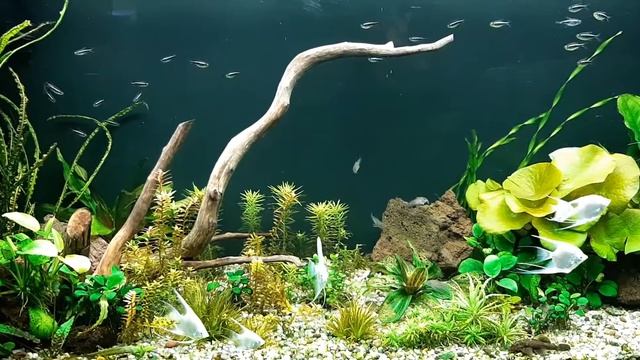 300л 21.01.19. итоги фильтрации через синтепон. смотреть онлайн