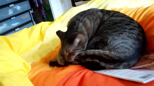 Кот кусает свой хвост смотреть онлайн