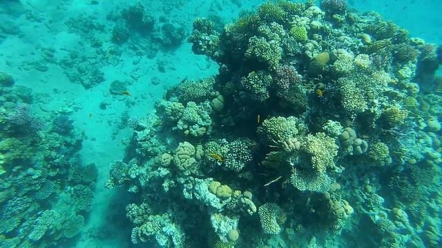 Sharm-El-Sheikh. Red sea. Egypt. Snorkeling. Reefs Sharks bay. смотреть онлайн
