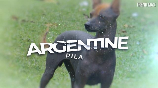 THE BEST HYPOALLERGENIC DOG BREEDS смотреть онлайн