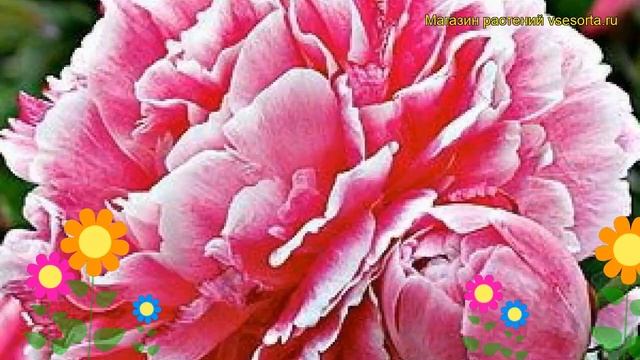 Пион молочноцветковый Кёнингин Вильгельмина. Краткий обзор paeonia lactiflora Koningin Wilhelmina смотреть онлайн
