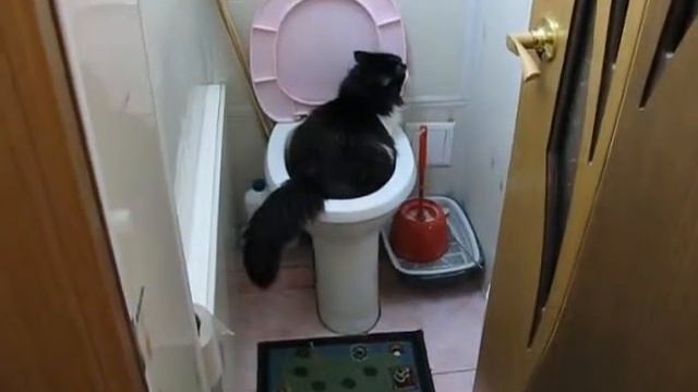 Моя киса ходит писать в унитаз сама :-)